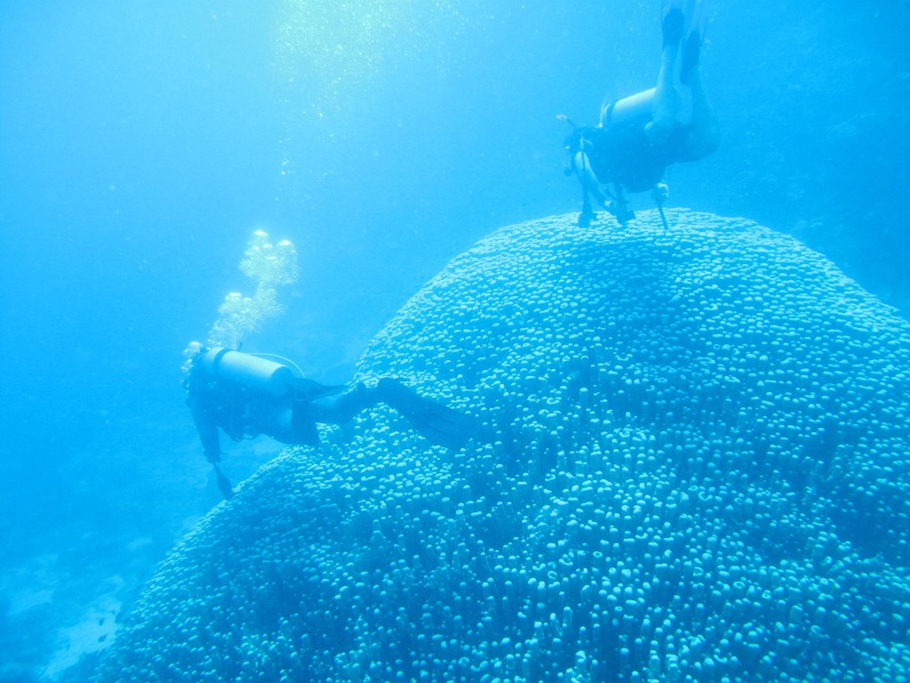 Diving excursion to the outer Great Barrier Reef.