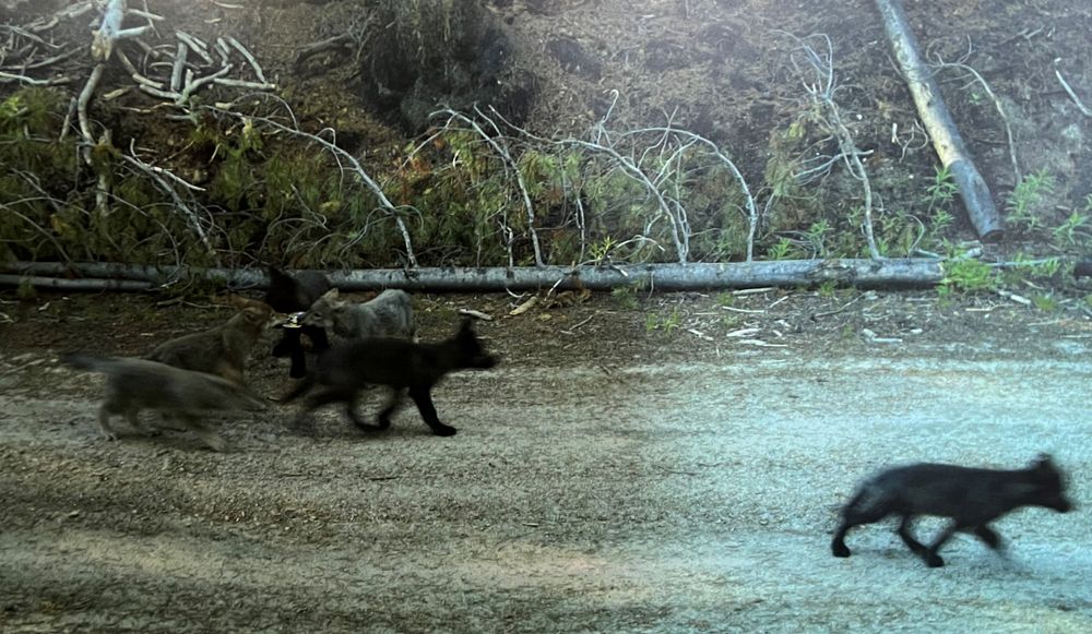 Children of the Wolves - a film directed by Barb Kuensting